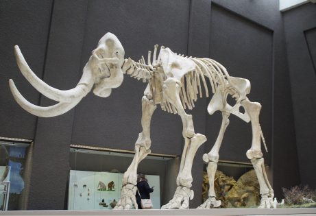A prehistoric mammoth skeleton on display in a museum exhibit, with a visitor observing.