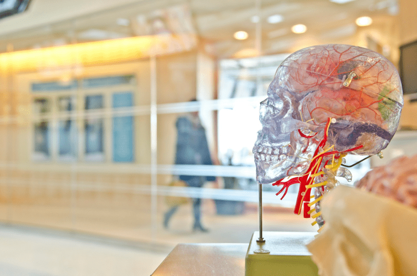 Transparent human head model showcasing the brain and vascular structure on display in a museum.