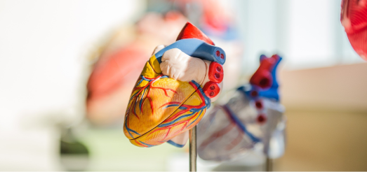 An anatomical model of a human heart used for educational purposes.