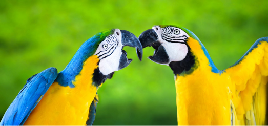 Two colorful macaw parrots facing each other, as if in conversation.