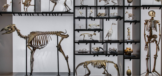 A variety of animal skeletons on display in a museum exhibit, including a human skeleton.