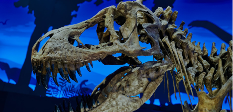 The intricate skeletal remains of a Tyrannosaurus rex displayed against a blue backdrop, highlighting its formidable skull and sharp teeth.