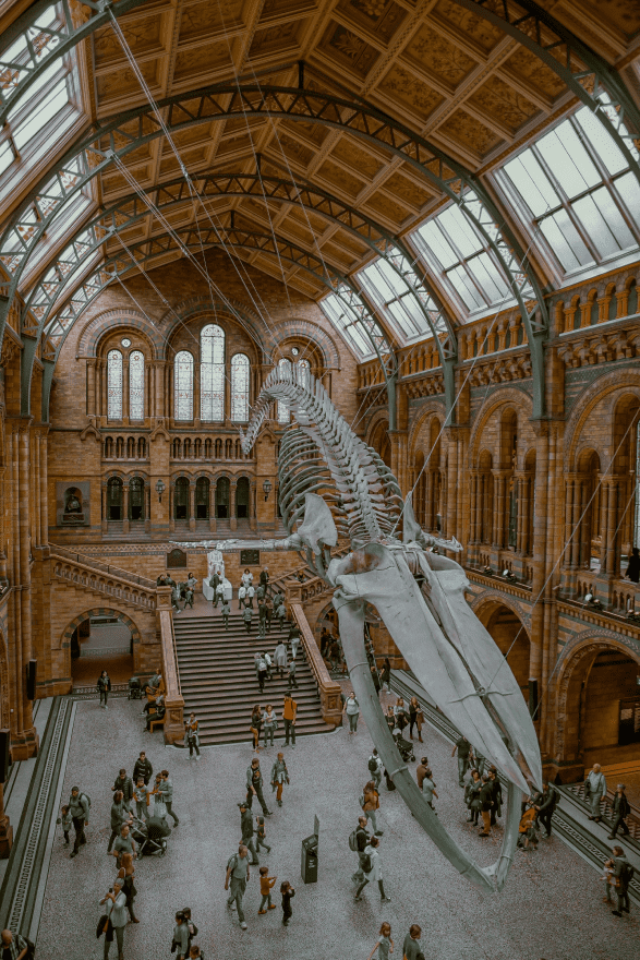 Majestic whale skeleton suspended in the grand hall of a natural history museum.